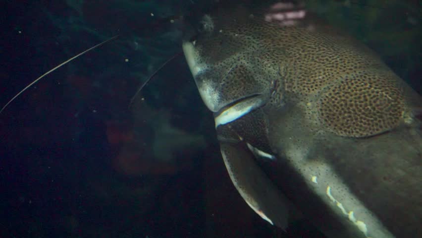 portrait of Redtail catfish (Phractocephalus hemioliopterus) close-up underwater