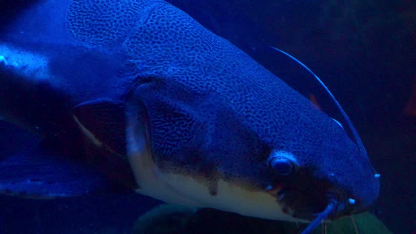 portrait of Redtail catfish (Phractocephalus hemioliopterus) close-up underwater