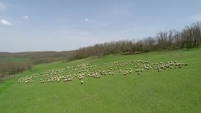 Aerial view of a farm with sheeps