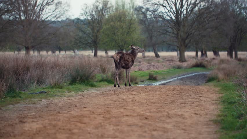 Deer in a park