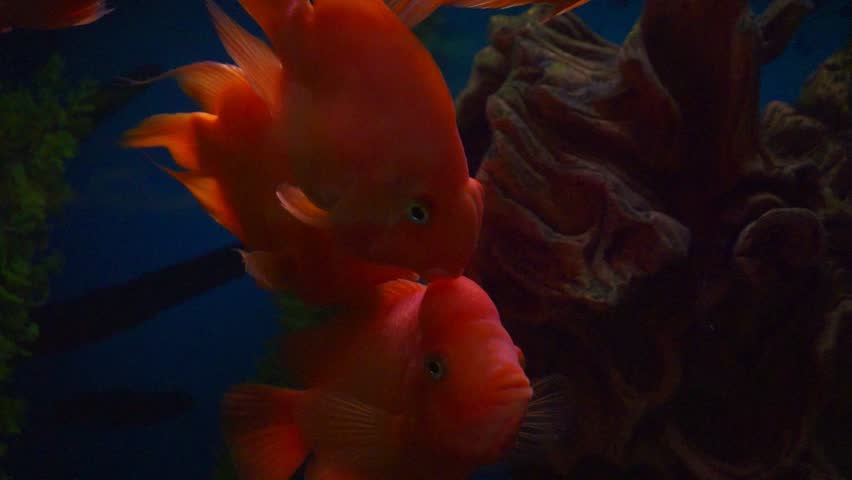 blood parrot cichlid or parrot cichlid, big beautiful red fish in the water.