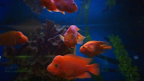 blood parrot cichlid or parrot cichlid, big beautiful red fish in the water.