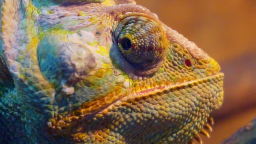 Portrait of a funny chameleon closeup | Shutterstock HD Video #1009842053