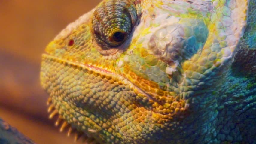 Portrait of a funny chameleon closeup | Shutterstock HD Video #1009842056