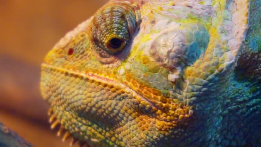 Funny adult chameleon closeup. | Shutterstock HD Video #1009842572