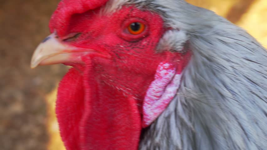 head of a beautiful  rooster closeup.