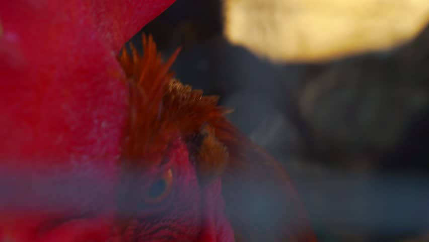 head of a beautiful  rooster closeup.