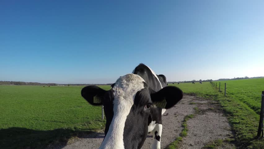 Close up footage of Holstein Friesian cow breed of dairy cattle originating from the Dutch provinces of North Holland and Friesland they are known as the world's highest-production dairy animals 4k Royalty-Free Stock Footage #1009845125