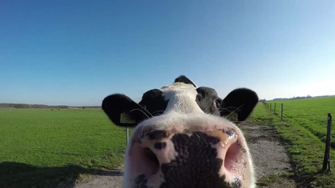 Close up footage of Holstein Friesian cow breed of dairy cattle originating from the Dutch provinces of North Holland and Friesland they are known as the world's highest-production dairy animals 4k