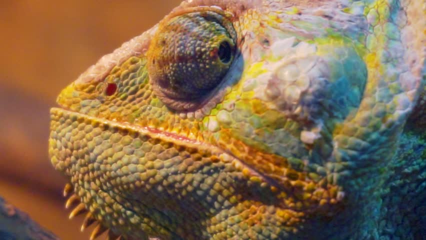 Amusing portrait of adult chameleon closeup. | Shutterstock HD Video #1009849817