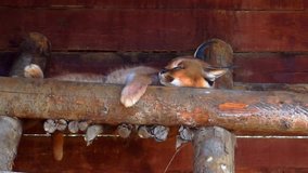 Beautiful adult caracal cat resting. - Powered by Shutterstock - Get 15% off with code: PIKWIZARD15