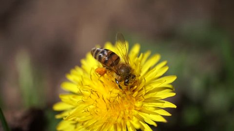 Macro of a brown bee species Apis mellifera collecting nectar and pollen in the yellow inflorescence of a dandelion on a spring breeze in the foothills of the Caucasus