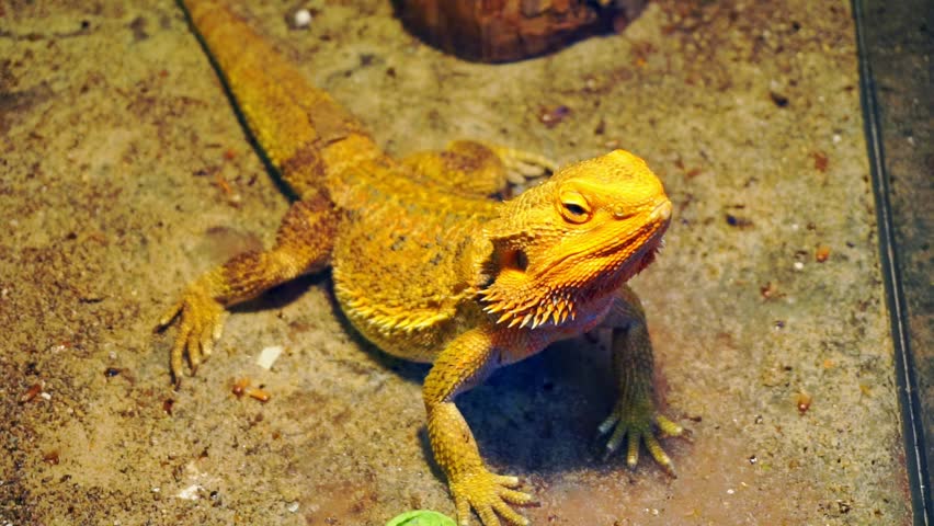 Australian Dragon Lizard. Stock Footage Video Royalty-free) 1009852901 | Shutterstock