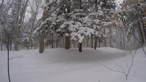 snow falling in winter forest scene