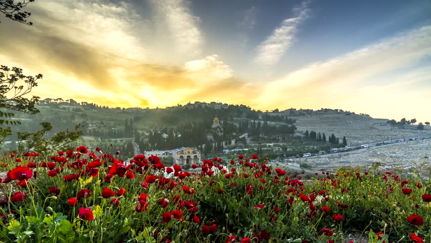 Dramatic sunrise timelapse of the Mount of Olives: Russian Church of Mary Magdalene, Catholic Church of All Nations and the Teardrop Church, as well as Garden of Gethsemane, with red poppy flowers