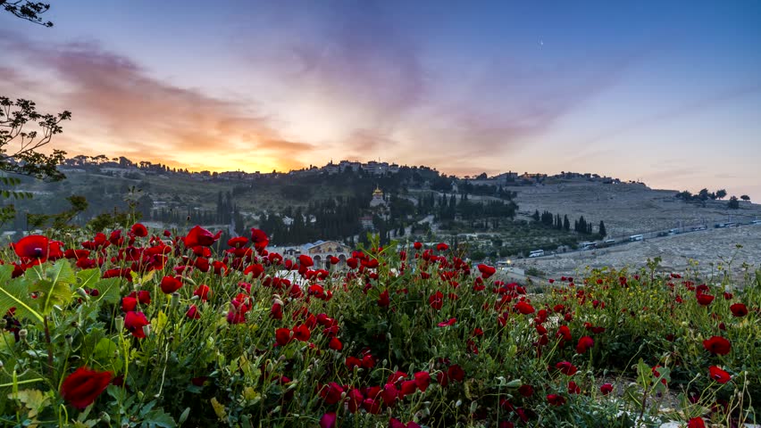 Sunrise timelapse of the Mount of Olives churches: Russian Church of Mary Magdalene, Catholic Church of All Nations and the Teardrop Church, as well as Garden of Gethsemane, with red poppy flowers Royalty-Free Stock Footage #1009857062