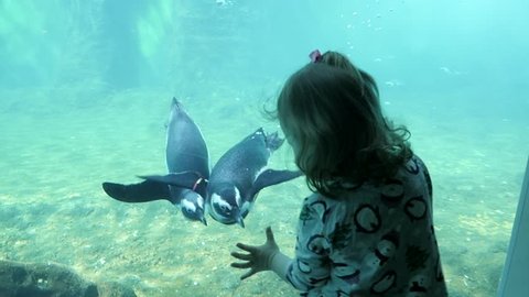 Penguins Swimming Next To Kid Girl behind the Glass In Aquarium