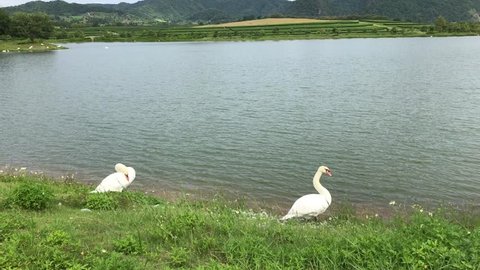white swans clean feathers near lake