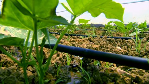 Greenhouse drip irrigation 