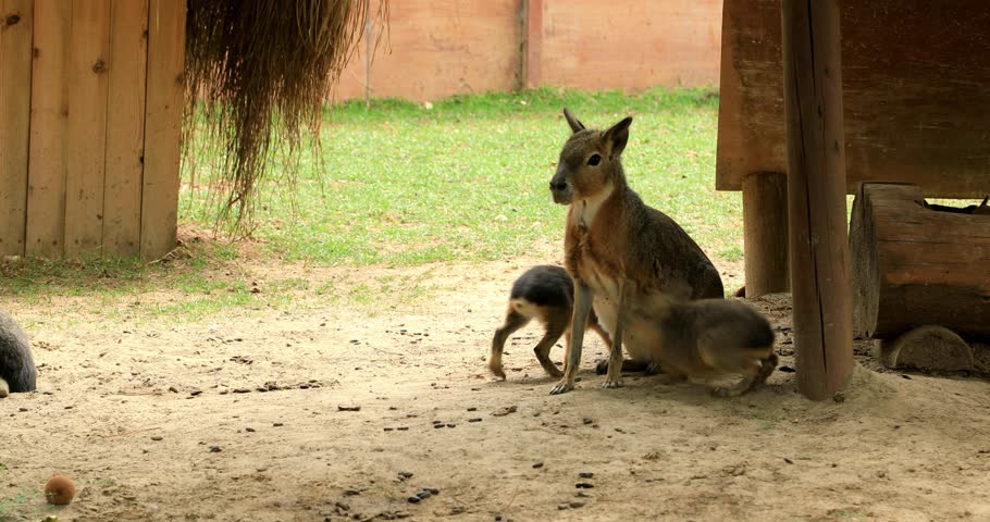 Patagonian mara breastfeeding its cubs