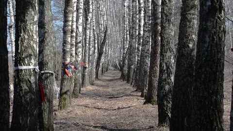 The girl runs forward along the birch grove in early spring