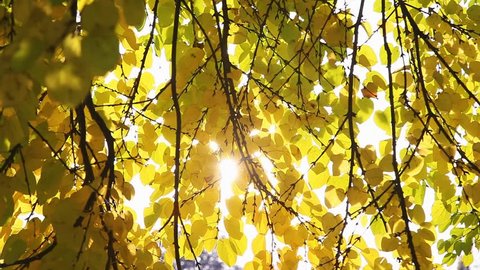 Branch with yellow leaves on the blur background. Abstract seasonal clip. Colorful pattern of copy space. Beautiful footage of the natural organic concept. Beauty of earth. Full HD 1080p video.