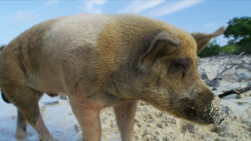 Big Major Cay wild pig enjoying a bit of beach time in the sunshine uninhabited coastline Bahamas Caribbean