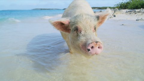 Commonwealth pig on Big Major Cay in the sunshine paddling on remote tropical beach island a tourist attraction in the Bahamas Caribbean