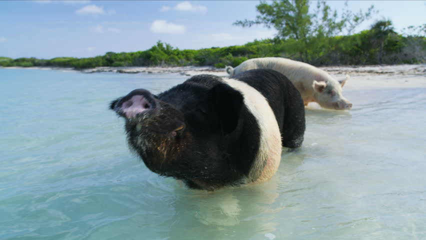 Happy pig in the sunshine bathing in the warm tropical ocean waters on uninhabited island Big Major Cay Bahamas Caribbean