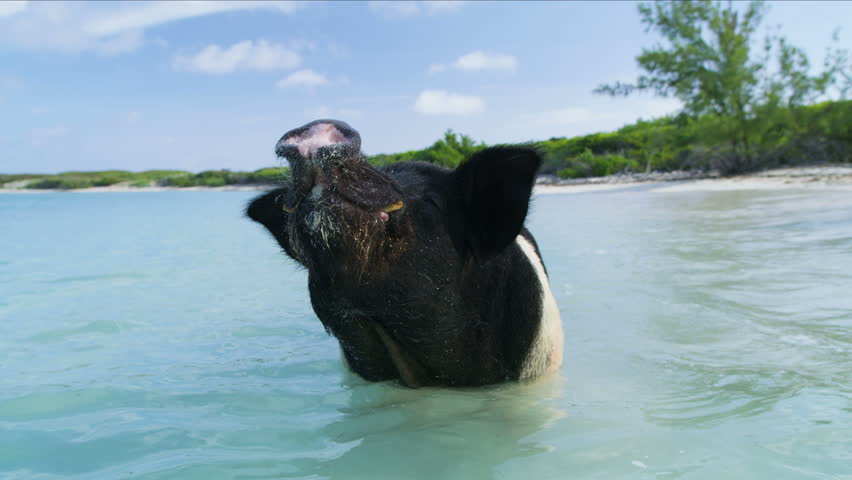 Happy pig in the sunshine bathing in the warm tropical ocean waters on uninhabited island Big Major Cay Bahamas Caribbean