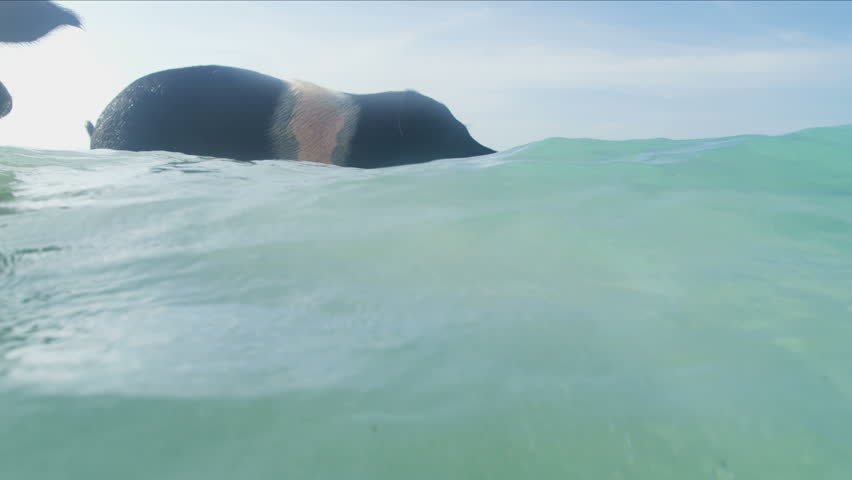 Wild Pigs taking a swim in the ocean soaking up the Bahamas sunlight and enjoying the ocean waves a tropical paradise Caribbean