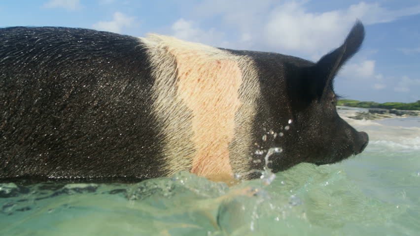 Commonwealth pigs on Big Major Cay in the sunshine paddling on remote tropical beach island a tourist attraction in the Bahamas Caribbean