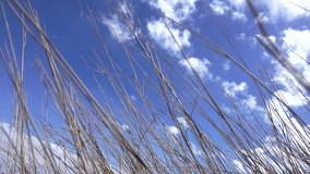 Dry branches swaying in the wind. Blue sky background. 1080p slow motion full hd video.