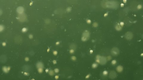 Plankton is under water. Daphnia moyna