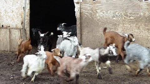 Little goats in flock