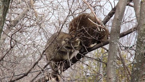 Raccoon with tiny hands grabbing branches of tree