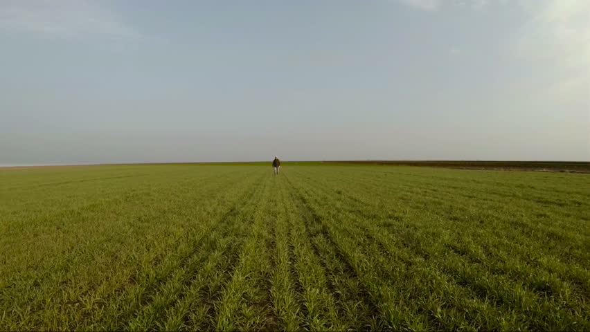 Aerial view of senior farmer in young wheat field and examining crop., an Industrial Video by Zoran Zeremski