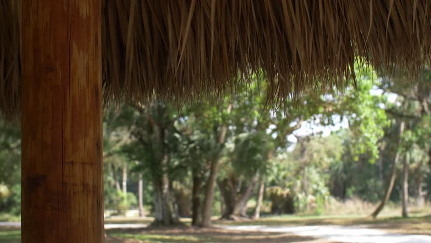 South Florida Nature with Palm Trees, Foilage, Swamps and More.