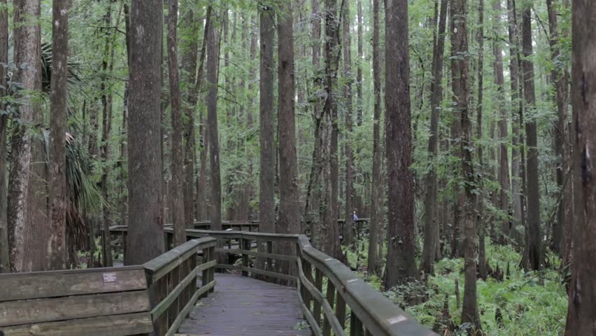 South Florida Nature with Palm Trees, Foilage, Swamps and More.