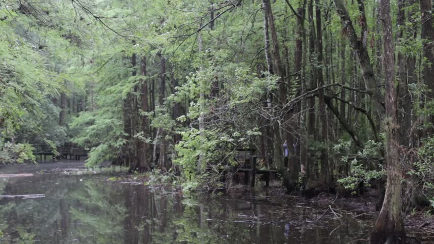 South Florida Nature with Palm Trees, Foilage, Swamps and More.