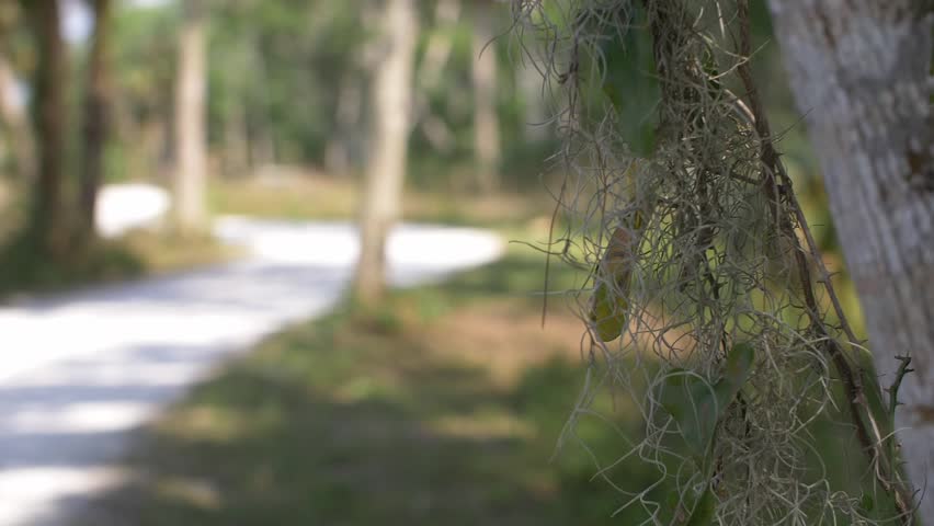 South Florida Nature with Palm Trees, Foilage, Swamps and More.
