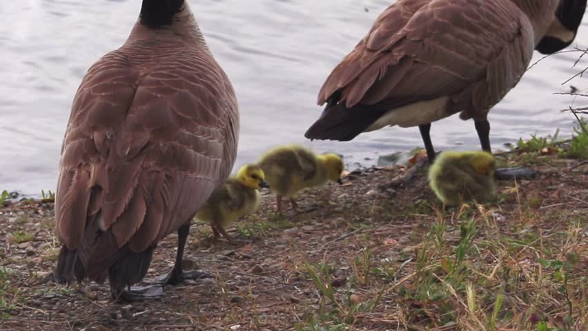 baby ducks, ducklings, baby geese, mother goose, baby ducks with mother and father. family of ducks, family if geese near the water. baby ducks eating near the water. California geese.