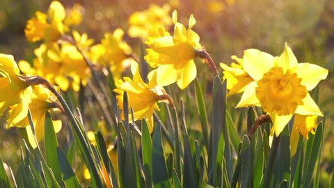 Close Up Daffodils Yellow Field Meadow Easter Flower Nature Slow Motion Flare