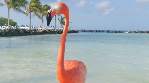 Flamingos on the beach. Aruba island
