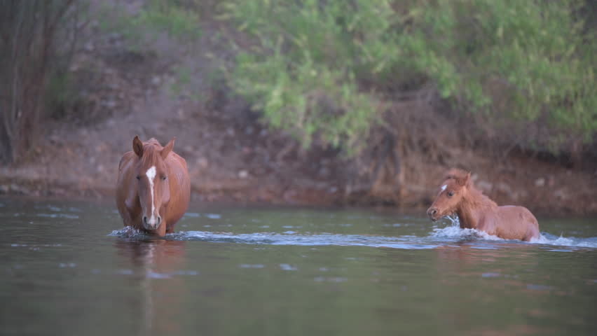 A wild horse and her baby crossing a river