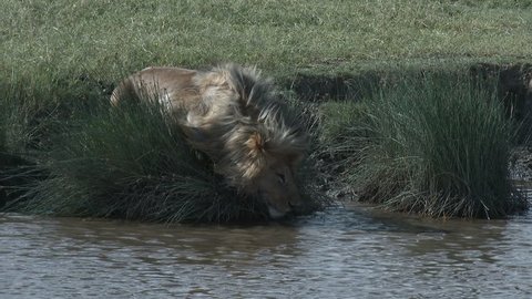 Lion (Panthera leo) male drinking from a small pond between reeds