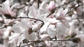Magnolias beautifully blossom in the botanical garden in the spring windy day video clip shot closeup