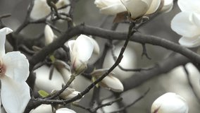 White magnolia flowers beautifully blossom on a bush in a botanical garden on a spring windy day video clip shot closeup