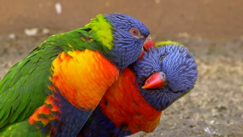 Rainbow lorikeet (Trichoglossus moluccanus) couple in love