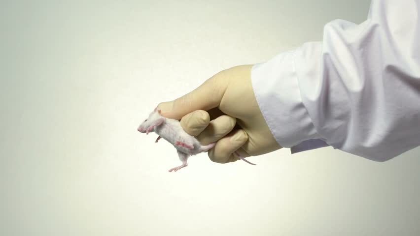 the scientist holds a white laboratory mouse on his arm. Close-up, the scientist wears a white coat, disposable gloves